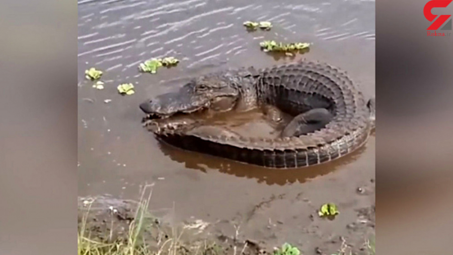 فرار دیدنی لاک پشت از آرواره ه...