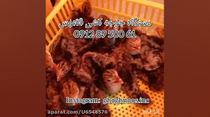 ساخت دستگاه جوجه کشی