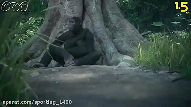 مستند زیبا از انسان های اولیه