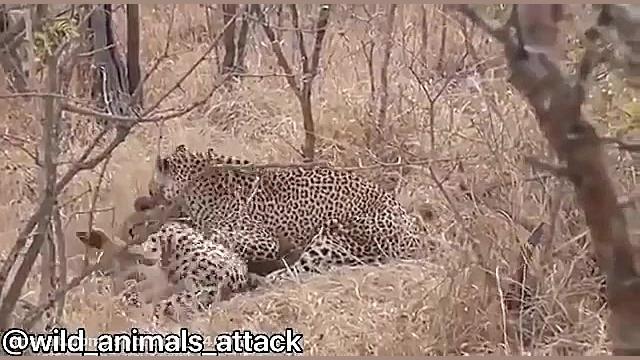 شکار پلنگ حیات وحش این قسمت هم...