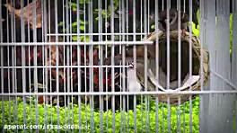 ساخت تله گنجشک