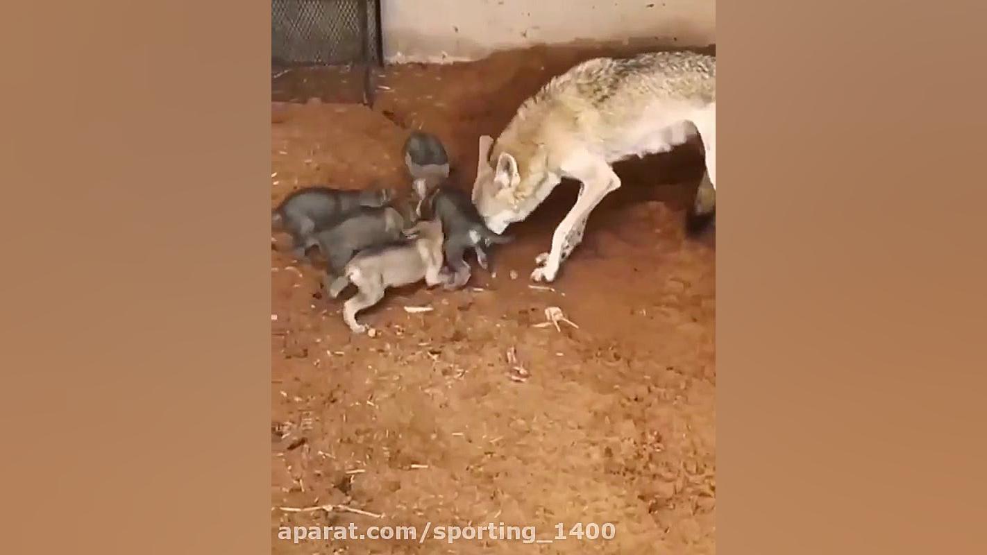 حیات وحش .. گرگ با توله هایش