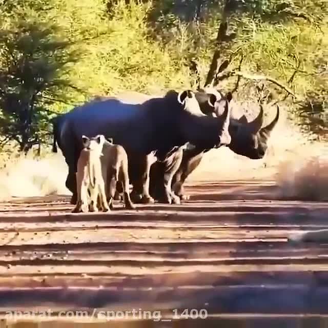 رازبقاء .. تلاش شیرها برای شکا...