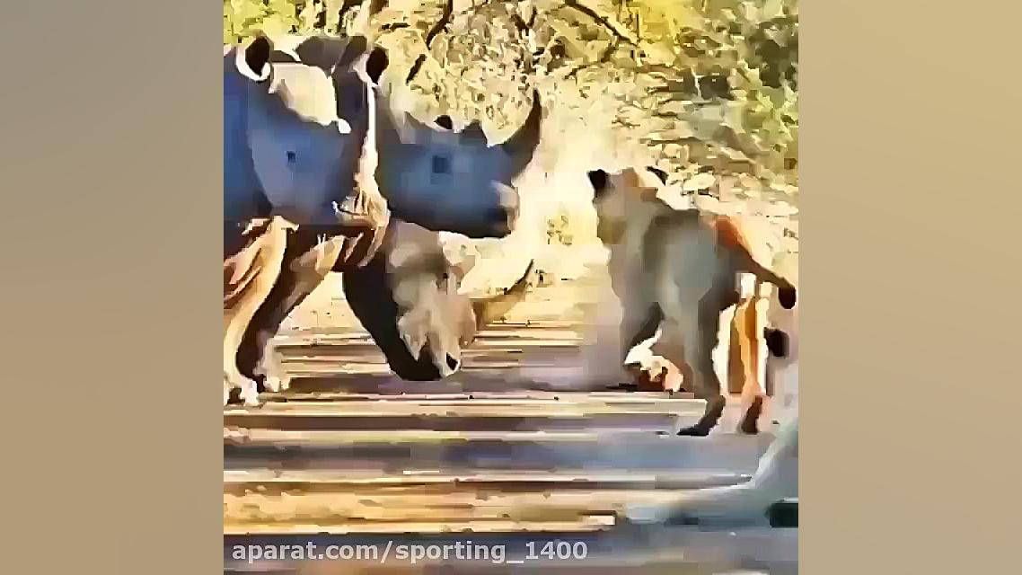 رازبقاء .. تلاش شیرها برای شکا...