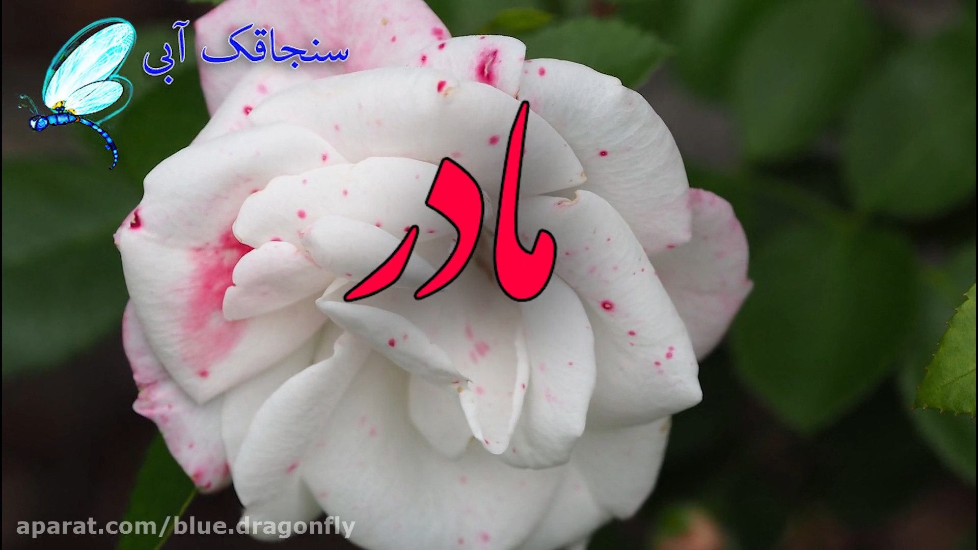 کلیپ تسلیت درگذشت مادر همدردی...