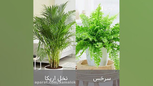 گیاهان خوب و بد در دکوراسیون ا...