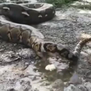 جنگ حیوانات وحشی  مار پیتون