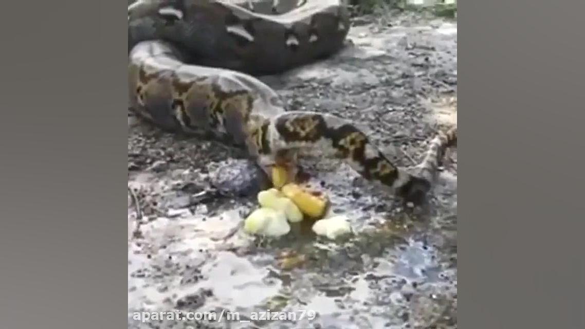 جنگ حیوانات وحشی  مار پیتون