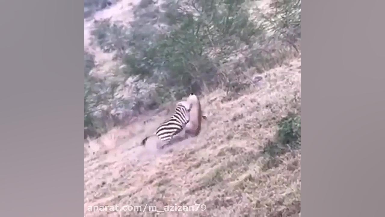 حیات وحش  تلاش بی نظیر گور خر...