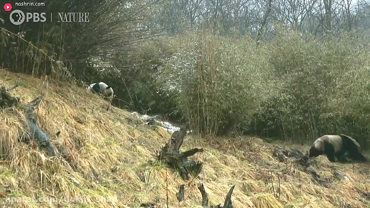 صحنه های دیدنی و جالب از جفتگی...