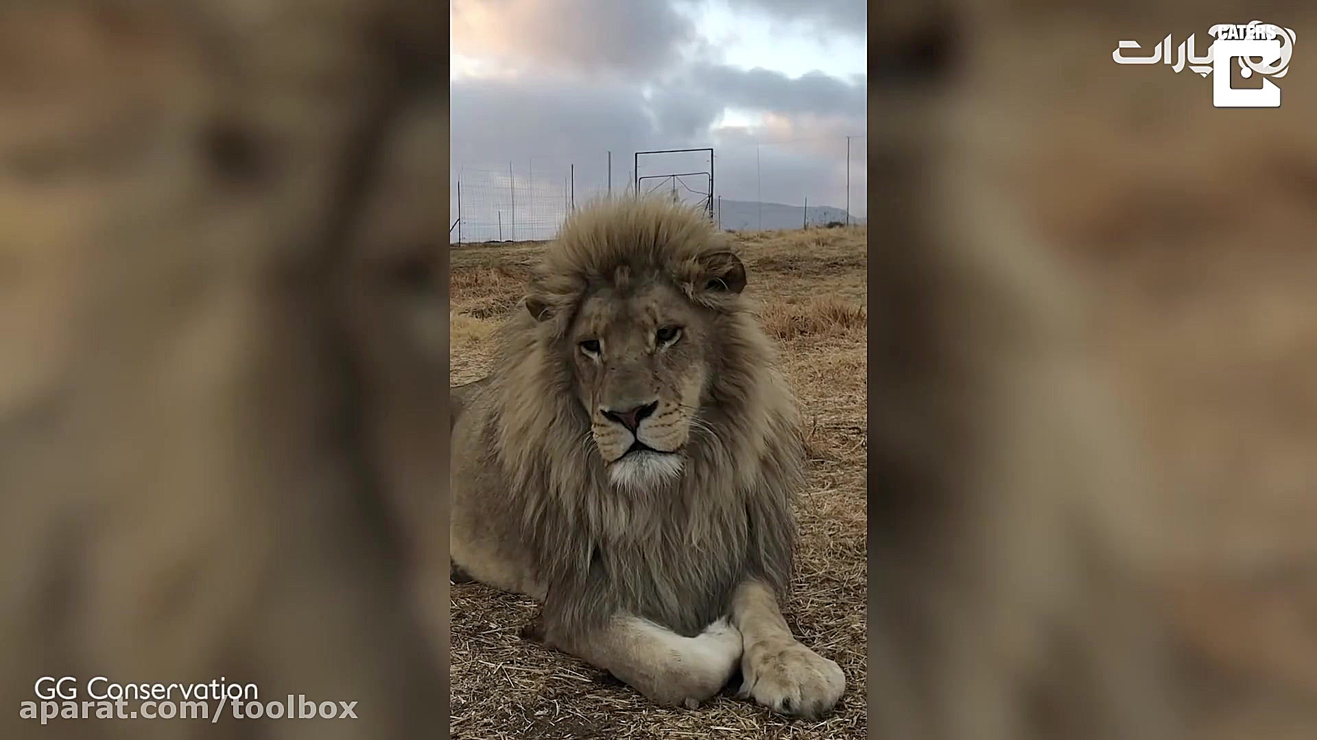 وقتی انسان بره تو قفس و شیر بی...