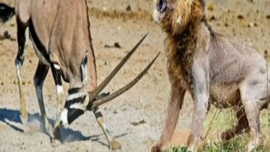 شکار آهو توسط شیر شکار ایمپالا...