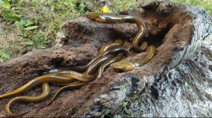 شکار باور نکردنی مارماهی در در...