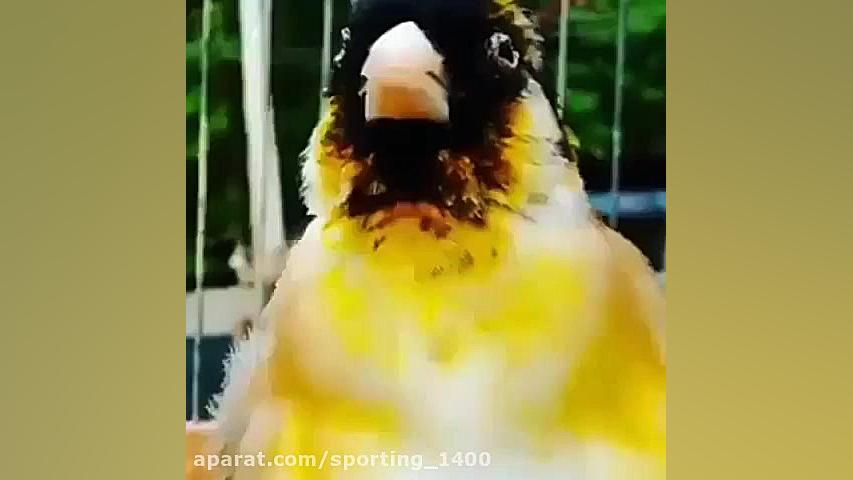 قناری آواز خوان .. پرنده سحر خ...