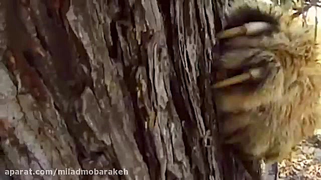 تلاش ناکام یک شیر ماده برای نج...