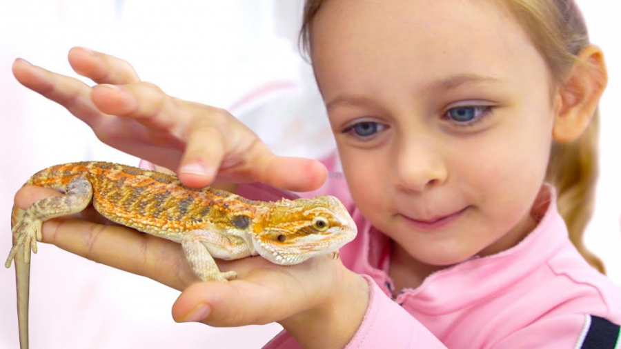 حیوون خونگی جدید !