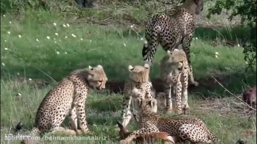 نبرد شیر و بوفالو ها  نبرد شیر...
