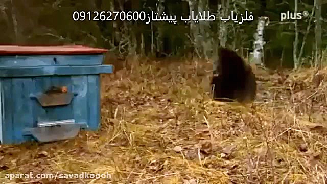 حمله خرس به کندوی عسل
