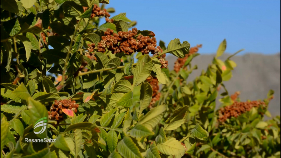 برداشت سُماق  تلاش سبز