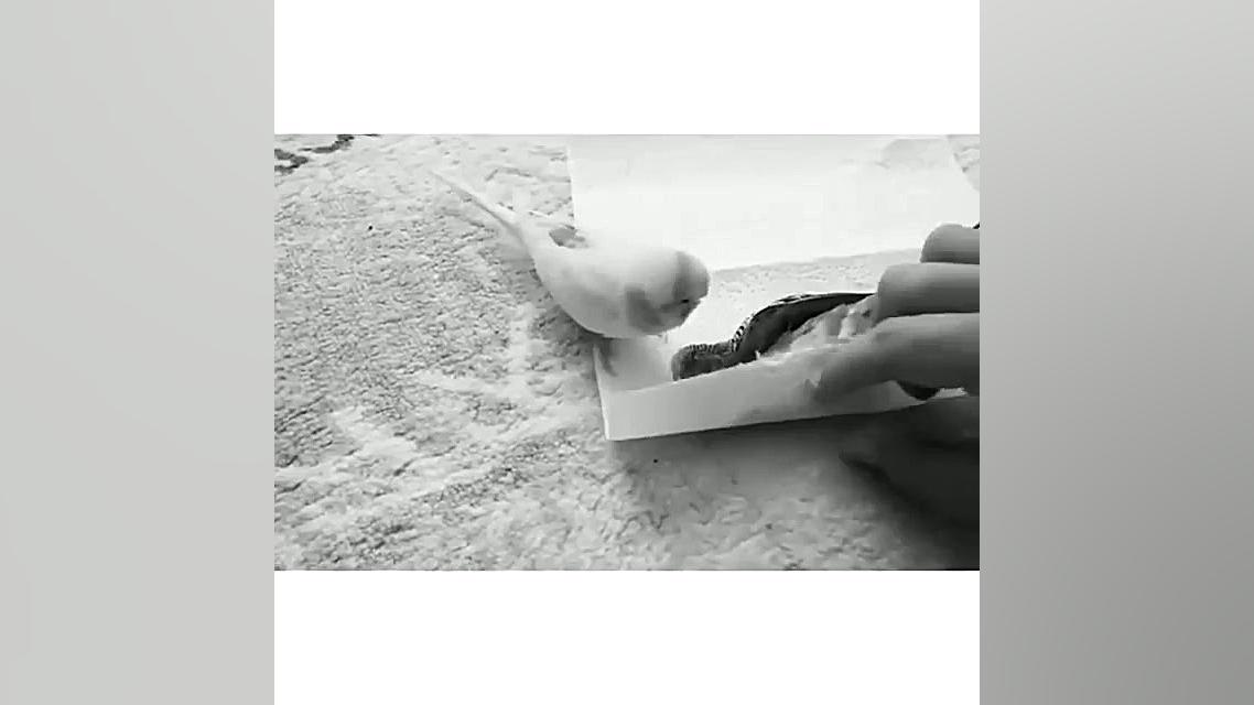 کلیپ احساسی و غمگین  عشق پرنده...