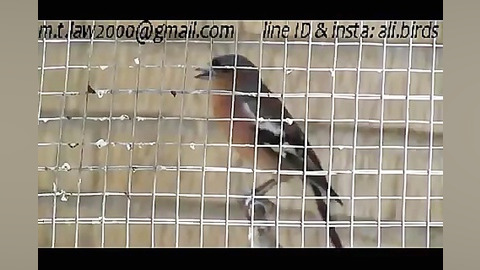 دهن زدن فوق العاده سهره جنگلی (بلبل خمسه)