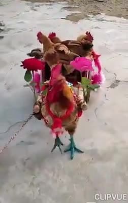 طنز بامزه از خروس