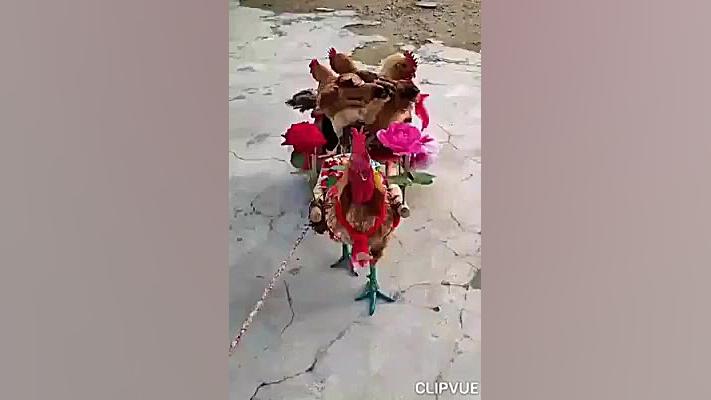 طنز بامزه از خروس