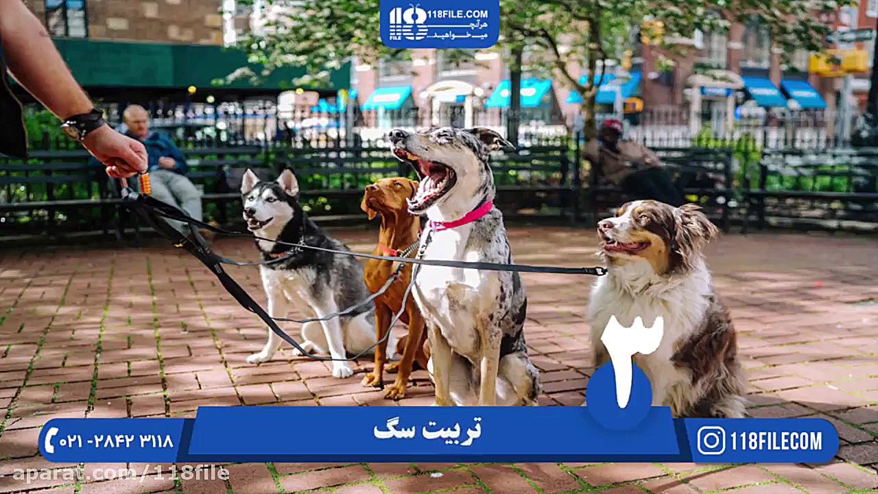 آموزش پرورش مرغ بومی | پرورش م...