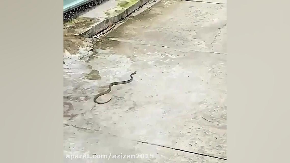 رازبقا شکار مار توسط موش وحشی