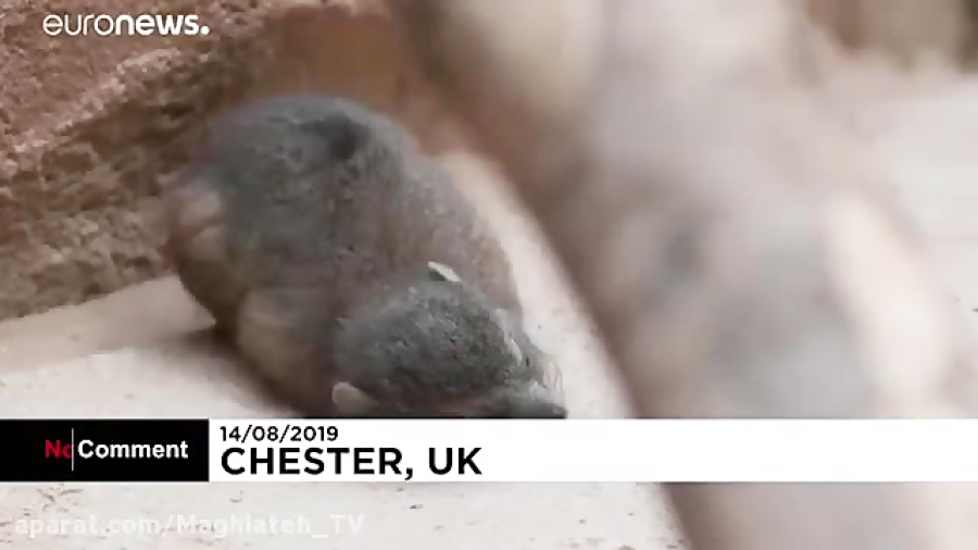 تولد سه قلوهای خرگوش کوهی صخره...