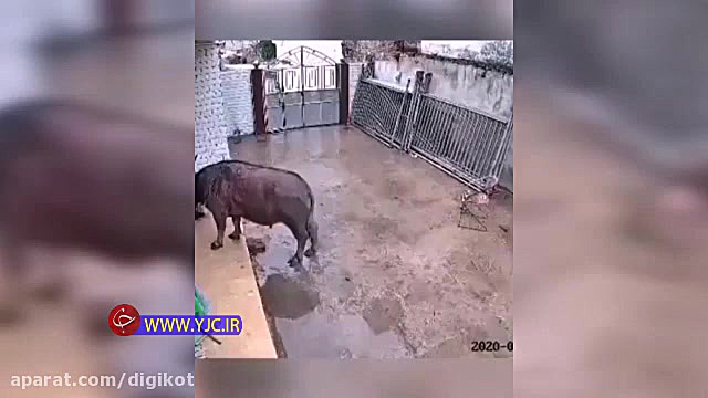 حملات دلخراش گاو به یک مرد