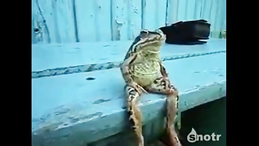 قورباقه ریلکس و با کلاس:))