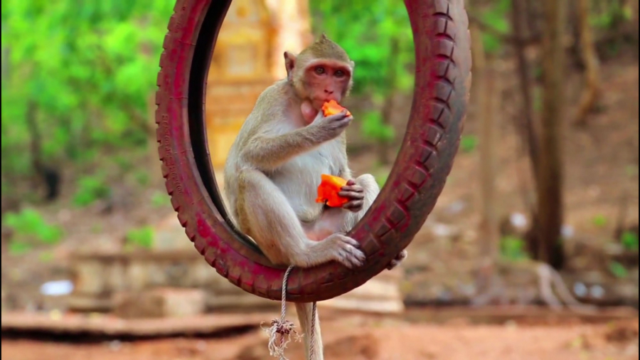 مستند کوتاهی از زیبایی های حیو...