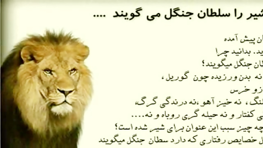 چرا شیر را سلطان جنگل می گویند...