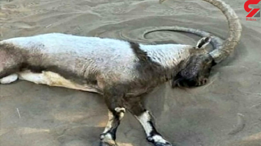 تسلیم شدن عامل جنایت تلخ در کو...