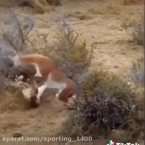 حیات وحش شکار آهو توسط شیر