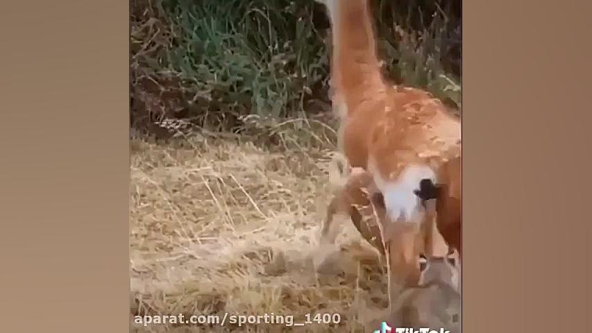 حیات وحش شکار آهو توسط شیر