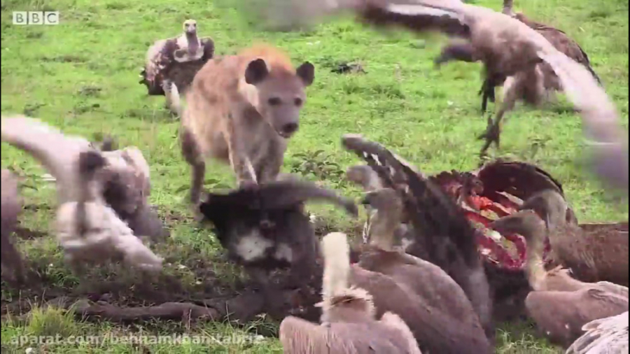 5 تا از بهترین مادرهای حیوانات...