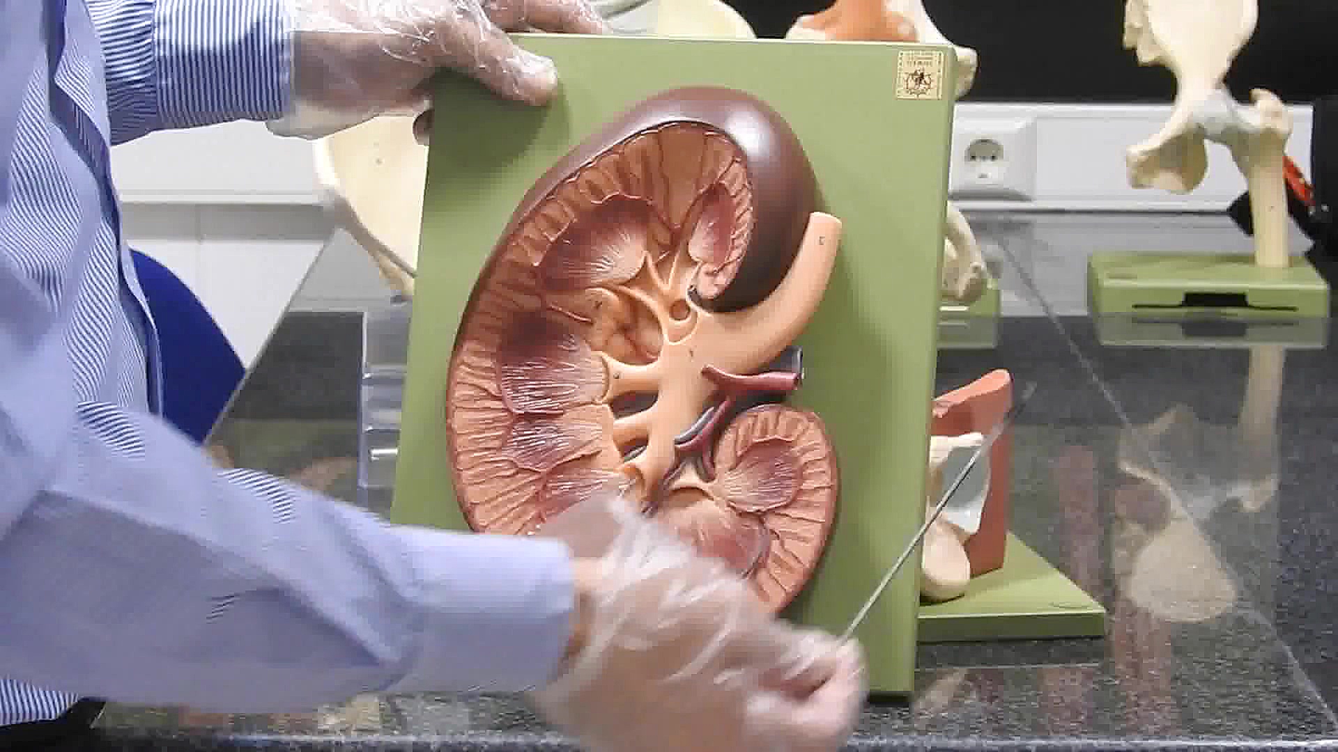 جلسه اول عملی ادراری تناسلی