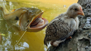 شکار جوجه توسط مار ماهی که موف...