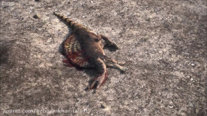 توازن قدرت  سیاره دایناسور