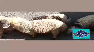 سفره وحدت