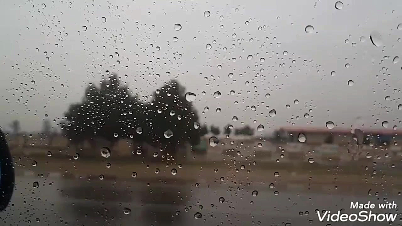 شاخه گل من نیومد  کسری زاهدی...