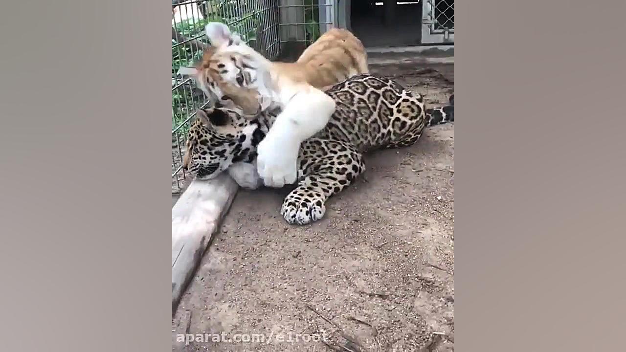 این دوست خودمه خخخخ