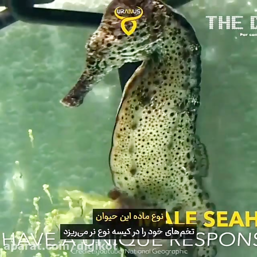 به دنیا آوردن دوهزار بچه توسط...