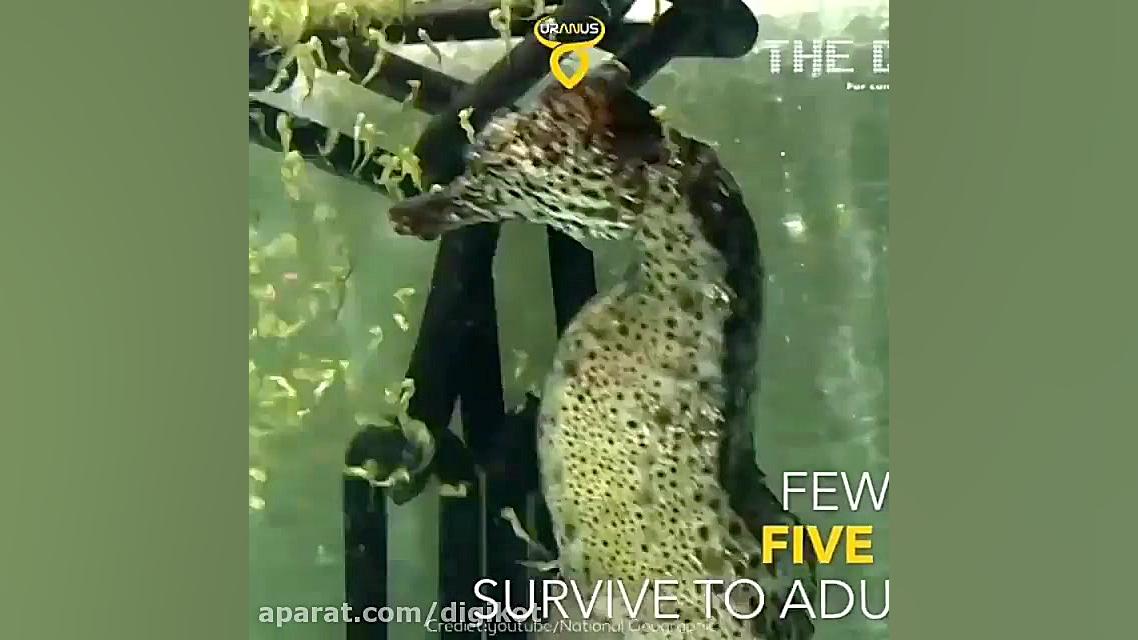 به دنیا آوردن دوهزار بچه توسط...