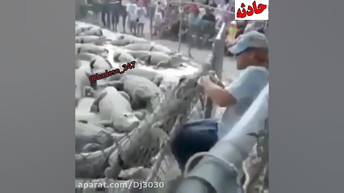 گاز گرفتن تمساح دست انسان