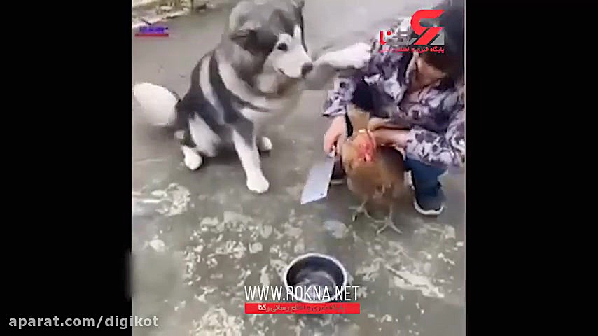 بی&zwnj;تابی سگ مهربان برای جل...