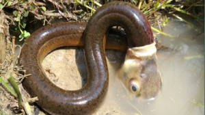 شکار شگفت انگیز  ماهی بزرگ که...