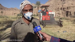 طلایی شدن شلتوک در طبس